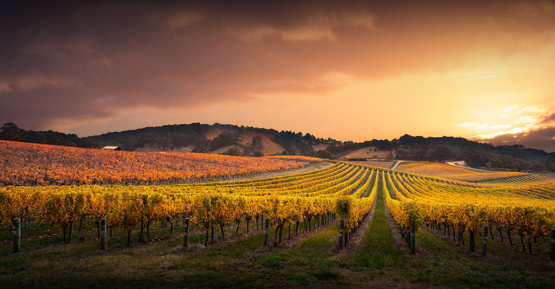 Les vignes du Mâconnais au coucher du soleil